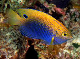 MARINE FISHES - PRINCESS DAMSEL