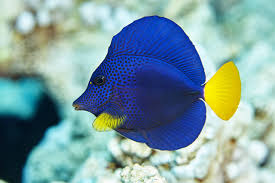 MARINE FISHES - PURPLE TANG