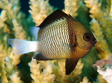 MARINE FISHES  - RETICULATE DASCYLLUS - DAMSEL