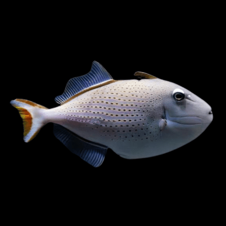 MARINE FISHES - SCIMITAR TRIGGER
