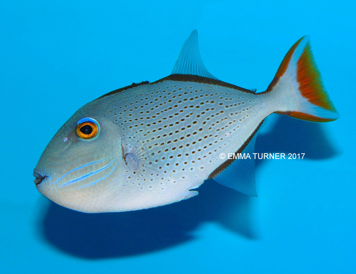 MARINE FISHES - SARGASSUM TRIGGER
