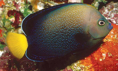 MARINE FISHES - BLUESPOTTED ANGELFISH