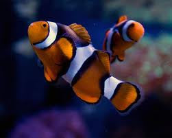 MARINE FISHES - TRUE PERCULA FISH - AMPHIPRION PERCULA