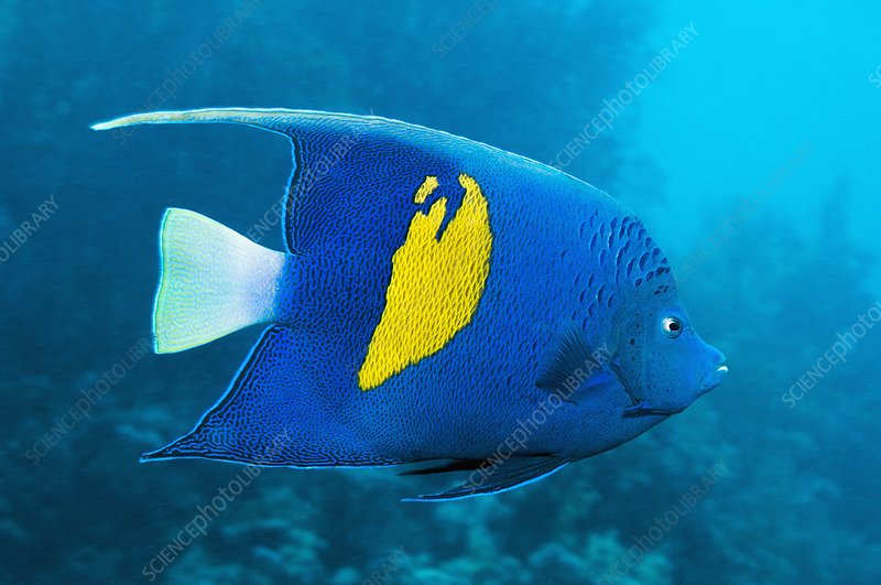 MARINE FISHES - YELLOWBAR ANGELFISH