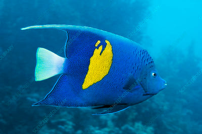 MARINE FISHES - YELLOWBAR ANGELFISH