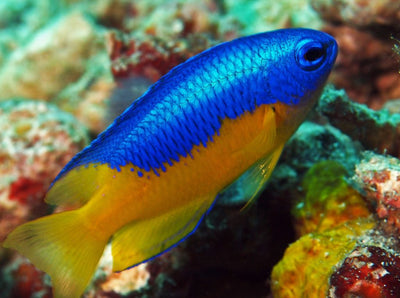 MARINE FISHES - YELLOW BELLY DAMSEL(POMACENTRUS CAERULEUS)