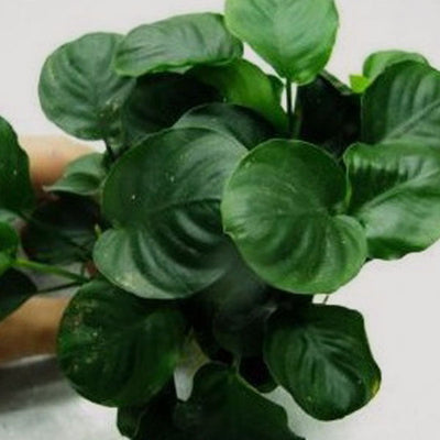 AQUATIC PLANTS - ANUBIAS COIN LEAF