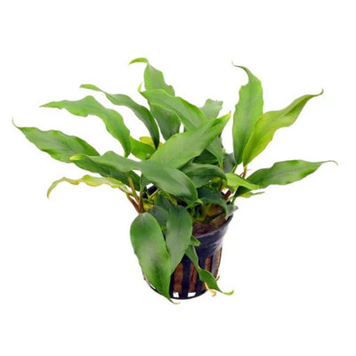 AQUATIC PLANTS - ANUBIAS GLABRA
