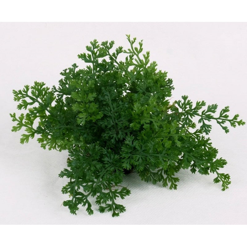 AQUATIC PLANTS - BOLBITIS DIFFORMIS