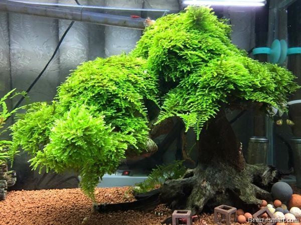AQUATIC PLANTS - CHRISTMAS MOSS