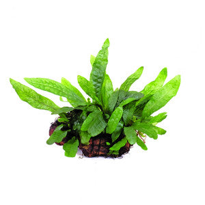 AQUATIC PLANTS - JAVAFERN DWARF