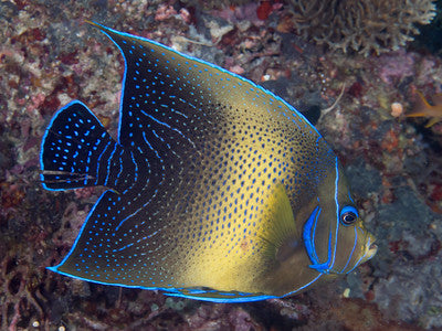 MARINE FISHES - KORAN ANGELFISH