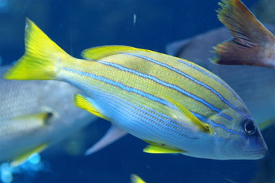 MARINE FISHES - BLUELINED SNAPPER