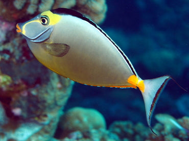 MARINE FISHES - ORANGESPINE UNICORNFISH