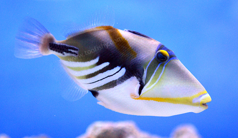 MARINE FISHES - PICASSO TRIGGER