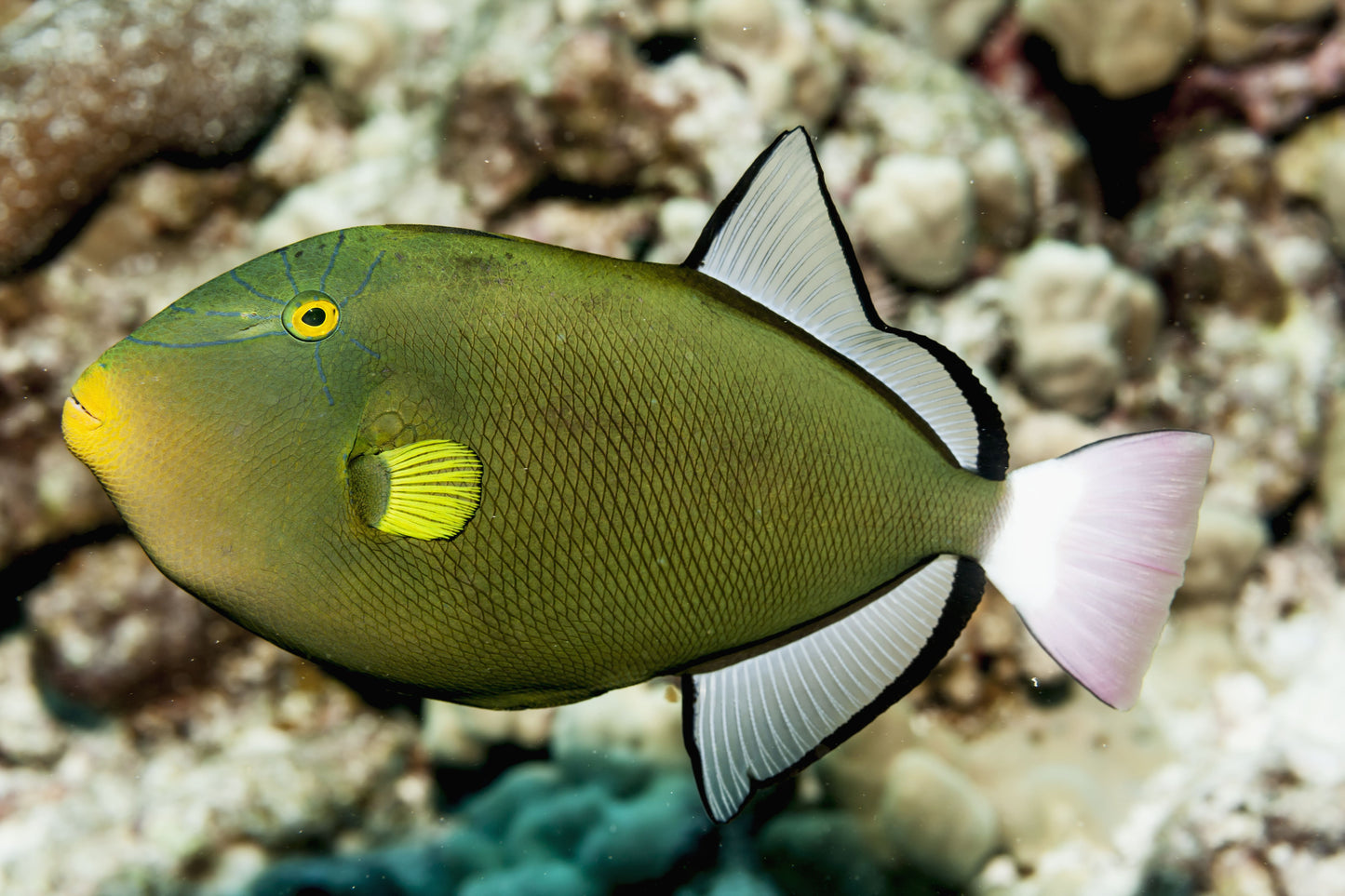 MARINE FISHES - PINKTAIL TRIGGER