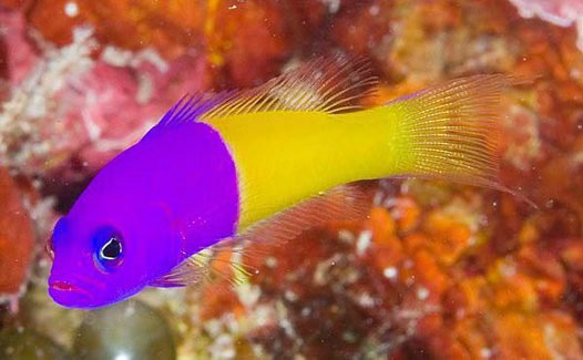 FISHES - ROYAL DOTTYBACK