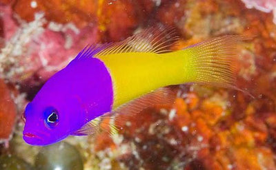 FISHES - ROYAL DOTTYBACK
