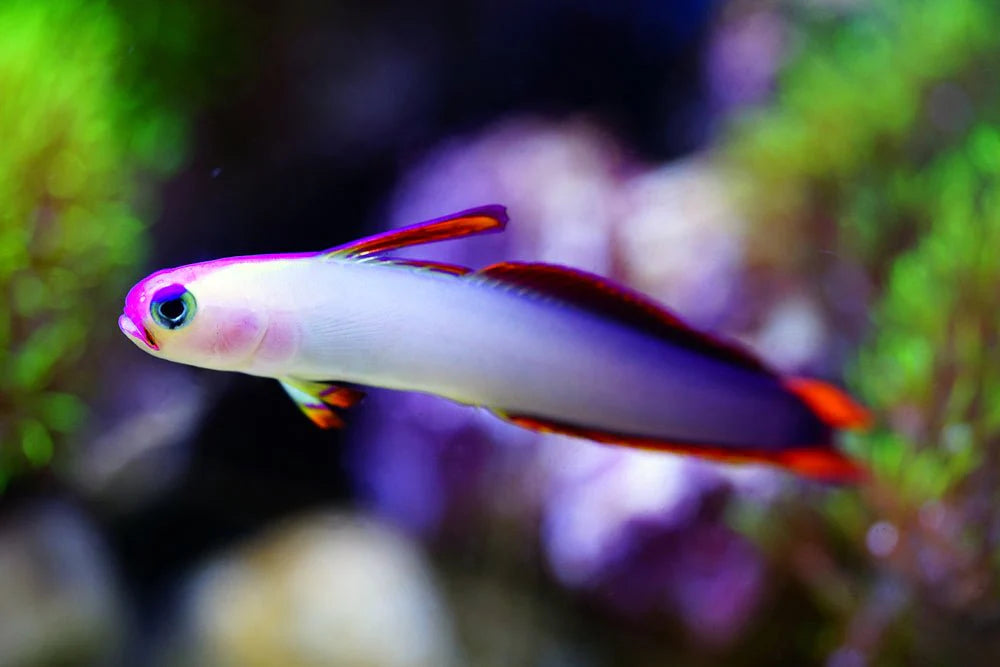 MARINE FISHES - PURPLE FIREFISH