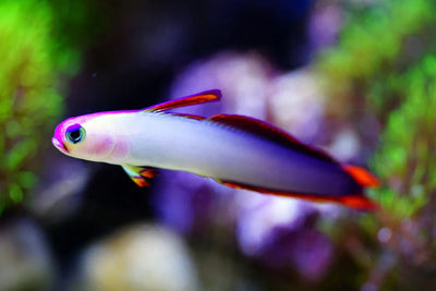 MARINE FISHES - PURPLE FIREFISH