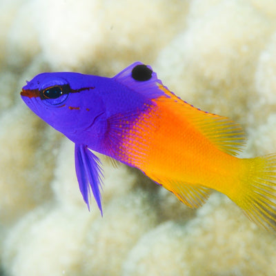MARINE FISHES - ROYAL GRAMMA