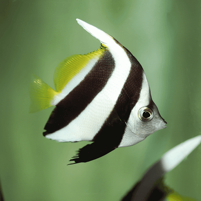 MARINE FISHES - SCOOLING BANNER FISH