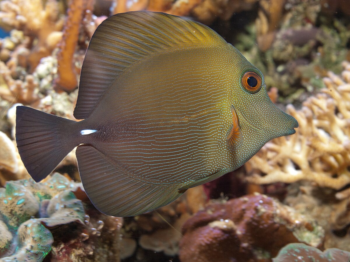 MARINE FISHES - BROWN TANG