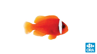 MARINE FISHES - TOMATO ANEMONEFISH